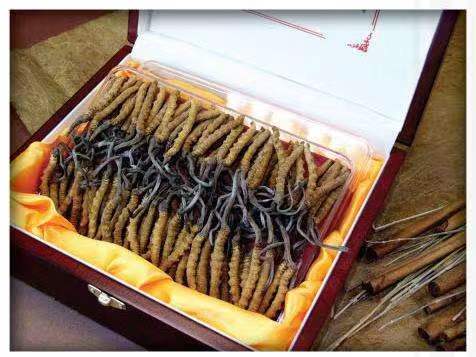 泾源冬虫夏草回收